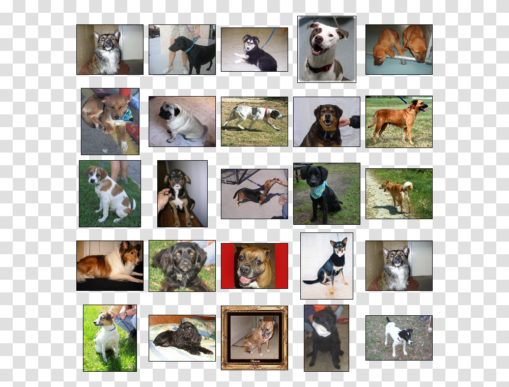 Download Machine Learning Python Dog And Cats, Collage, Poster, Advertisement, Pet Transparent Png
