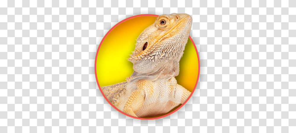 Download Magnet & Steel Bearded Dragon Calendar 2017 Full Dragon Lizard, Iguana, Reptile, Animal, Gecko Transparent Png