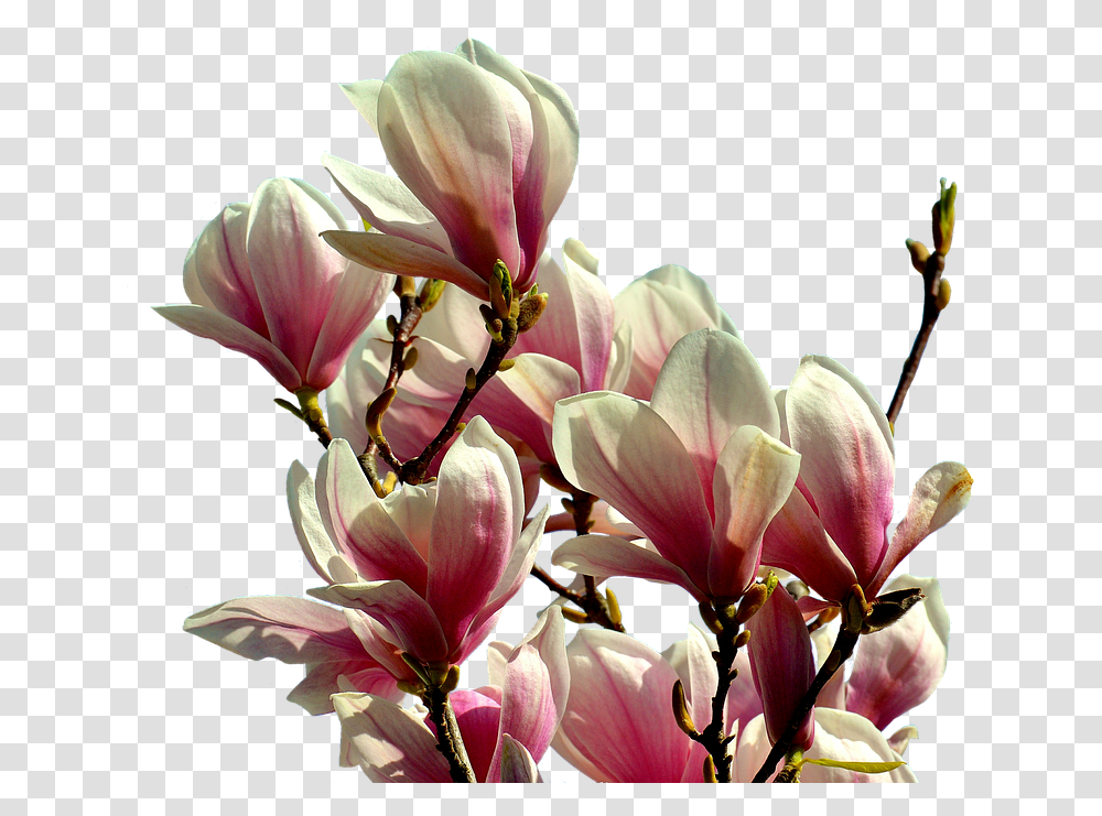 Download Magnolia Tree Flowers Magnolia Tree Flower, Geranium, Plant, Blossom, Amaryllis Transparent Png