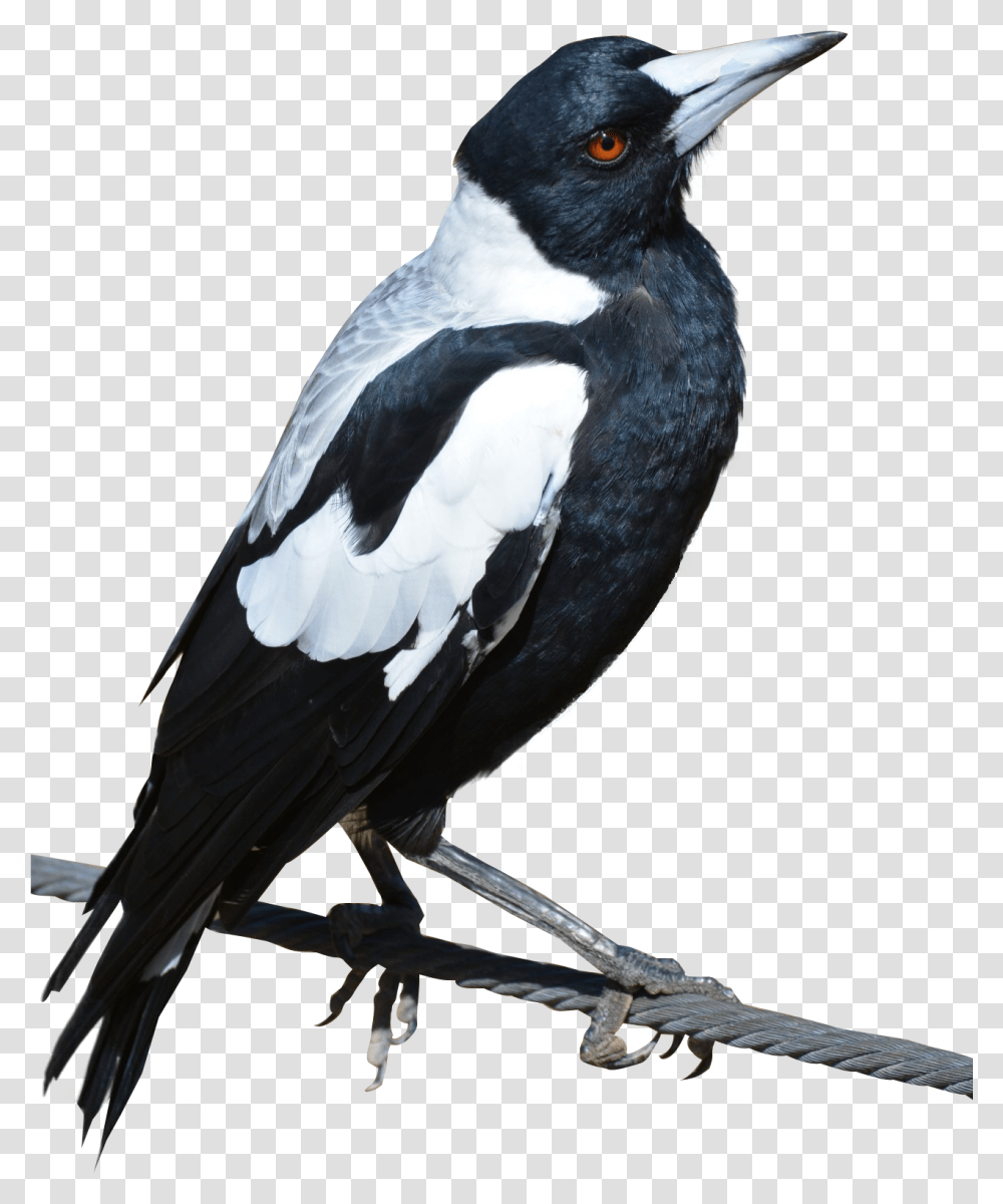 Download Magpie Bird Image For Free Birds Background, Animal, Beak, Blackbird, Agelaius Transparent Png