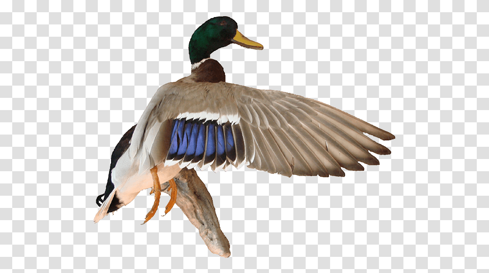 Download Mallard Background For Designing Projects Mallard Duck Background, Bird, Animal, Waterfowl, Teal Transparent Png