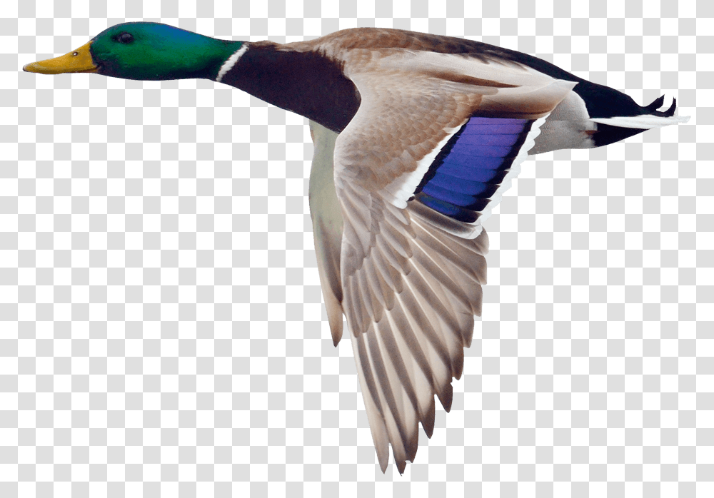 Download Mallard Hd Flying Duck With Background, Bird, Animal, Waterfowl, Teal Transparent Png