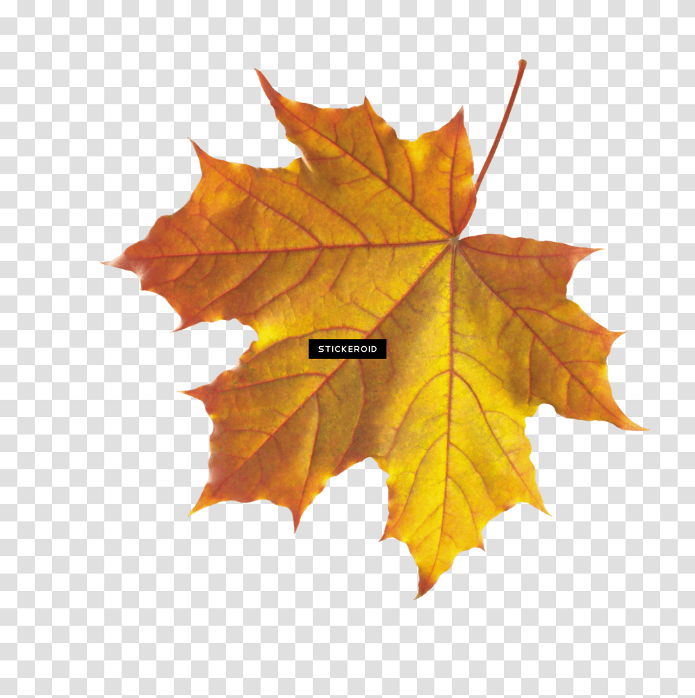 Download Maple Leaf Autumn Leaves Septmber September Real Fall Leaf Transparent Png