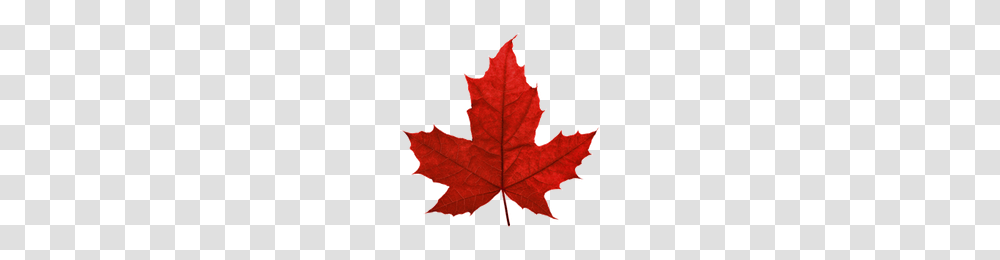 Download Maple Leaf Free Photo Images And Clipart Freepngimg, Plant, Tree, Person, Human Transparent Png