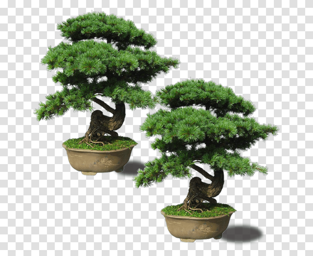 Download Maple Pinus Thunbergii Plant Bonsai, Potted Plant, Vase, Jar, Pottery Transparent Png