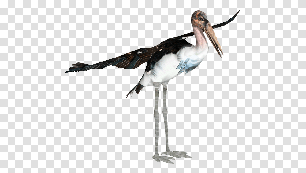 Download Marabou Stork Mariibou Stork Full Size Water Bird, Animal, Waterfowl, Beak, Pelican Transparent Png