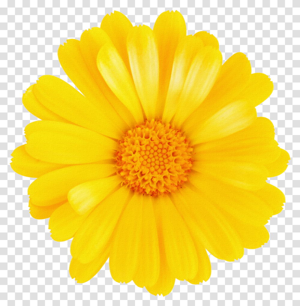 Download Margaritas Para Montajes One Flower Without Background, Plant, Blossom, Daisy, Daisies Transparent Png