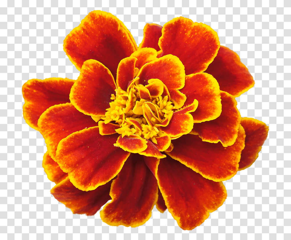 Download Marigold Clipart Marigold Flower Drawing, Plant, Petal, Blossom, Pollen Transparent Png