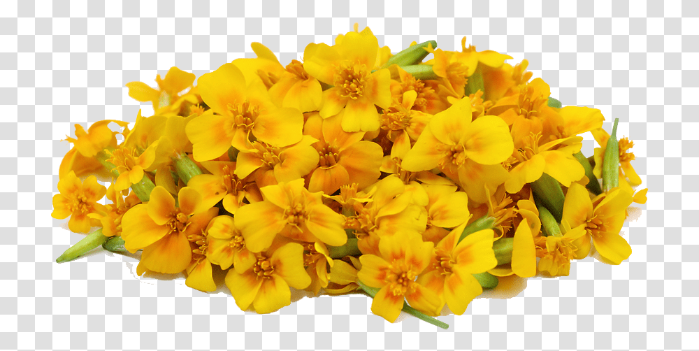Download Marigold File Flower File Download, Geranium, Plant, Blossom, Pollen Transparent Png