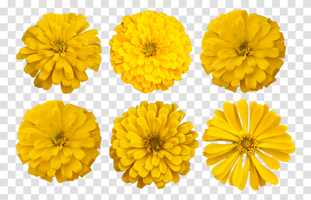 Download Marigold Flower Cutout Photo Marigold Cutout, Plant, Blossom, Petal, Daisy Transparent Png