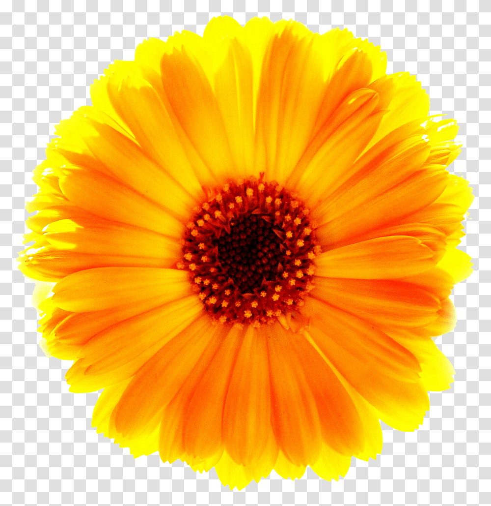 Download Marigold Free Download Surajmukhi Flower, Plant, Blossom, Daisy, Daisies Transparent Png