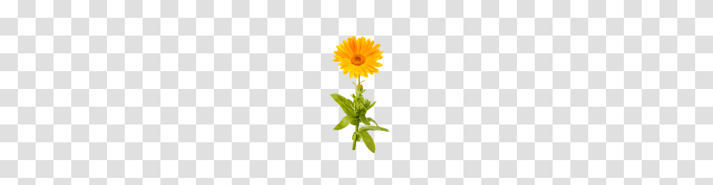Download Marigold Free Photo Images And Clipart Freepngimg, Plant, Flower, Blossom, Daisy Transparent Png