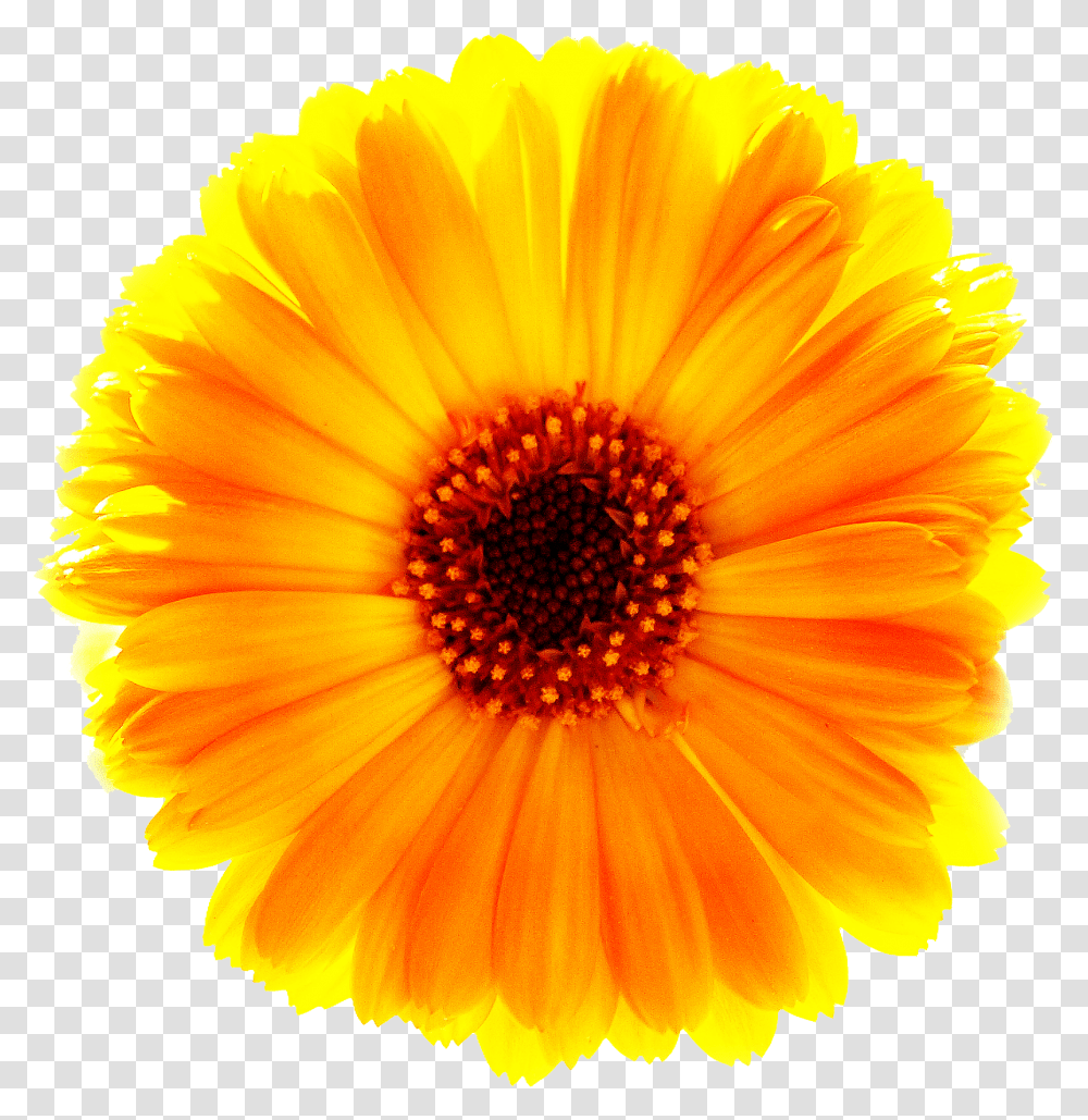 Download Marigold Free Red And Yellow Daisy, Plant, Flower, Blossom, Daisies Transparent Png