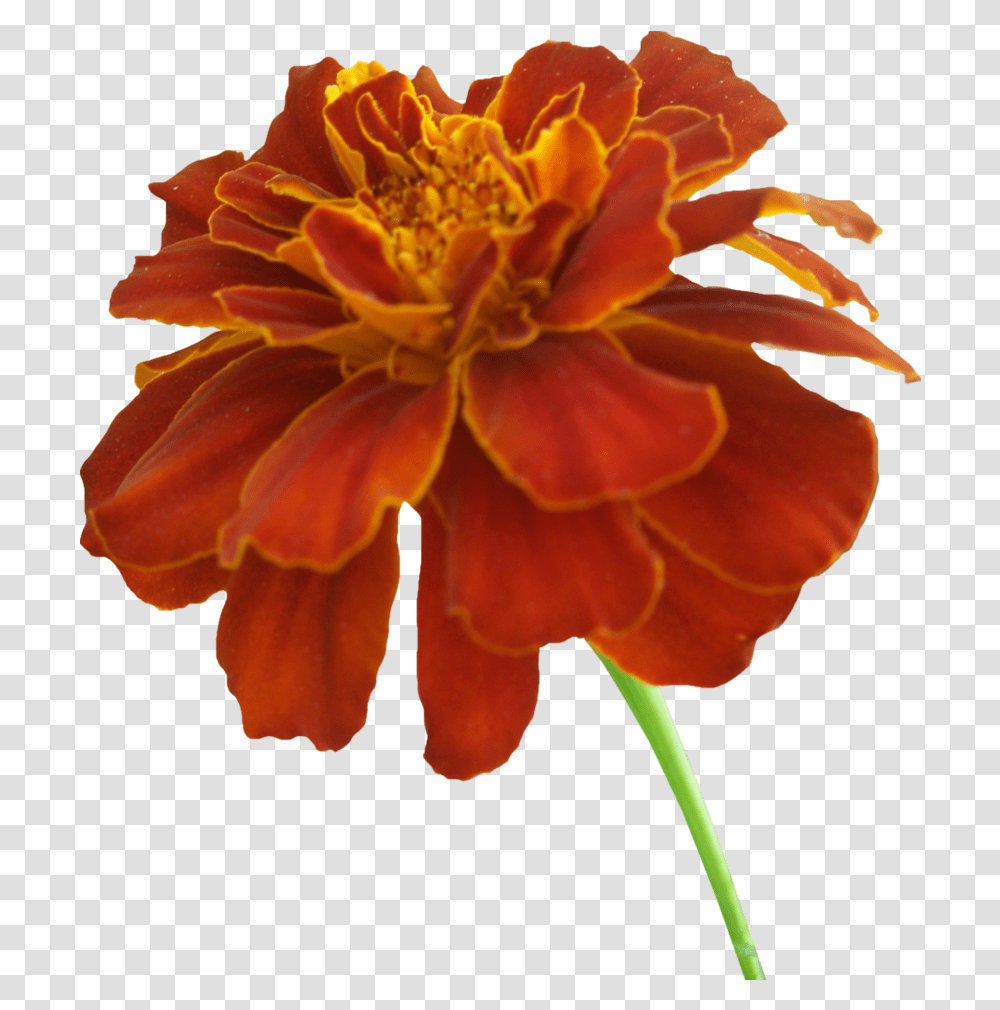 Download Marigold Photos Marigold Flower, Plant, Geranium, Blossom, Rose Transparent Png