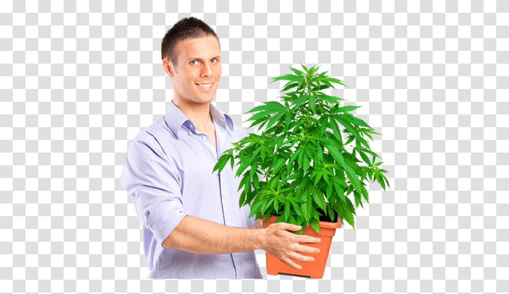 Download Marijuana University Graduate Holding Medium Size Hps Grow Light, Person, Human, Plant, Hemp Transparent Png