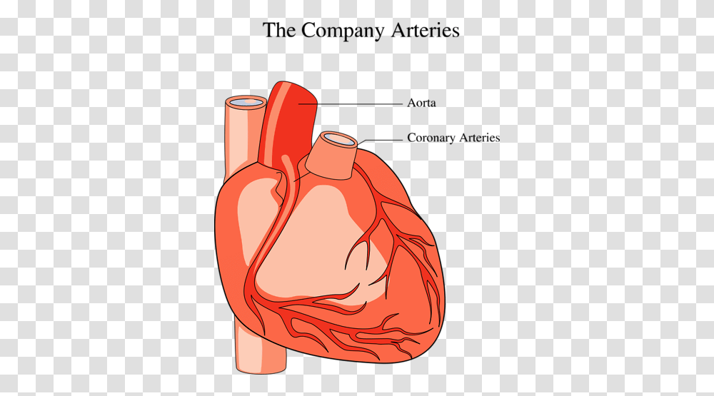 Download Medical Illustration Of A Human Heart Medical Human Heart Clipart, Bottle Transparent Png