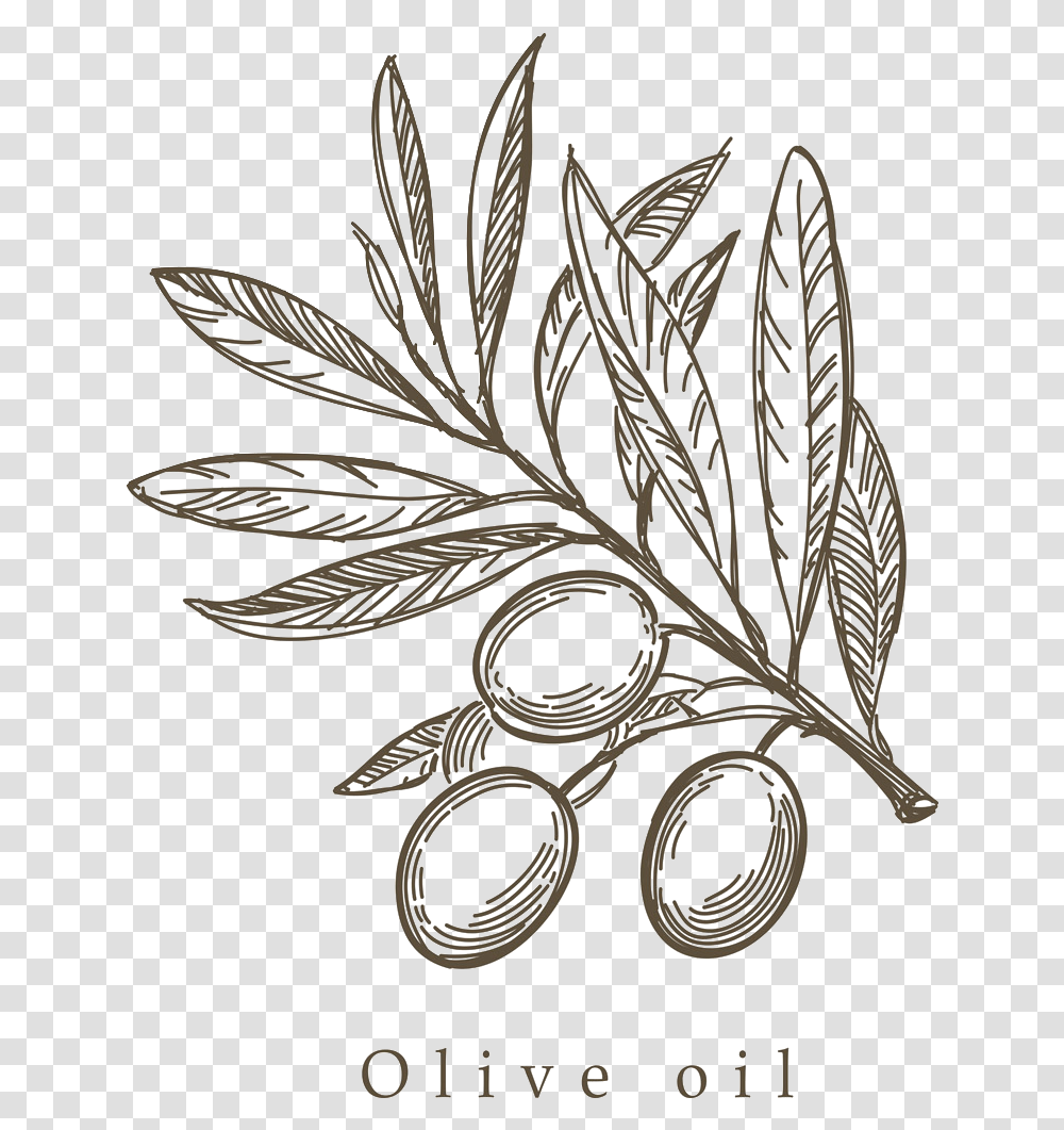 Download Mediterranean Cuisine Olive Olive Leaf Drawing, Plant, Aluminium Transparent Png