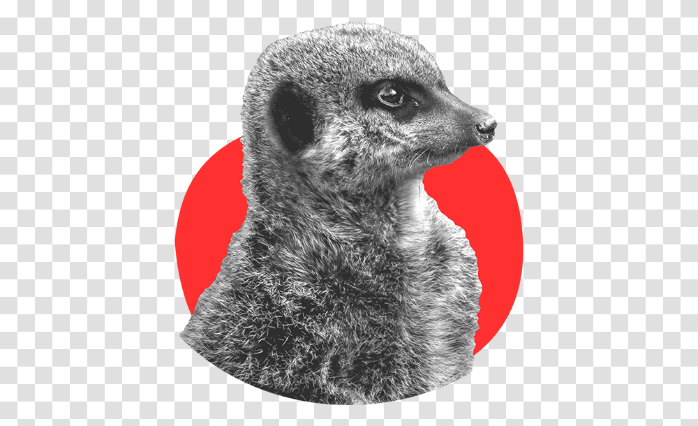 Download Meerkat Brown Image With Meerkat, Animal, Mammal, Dog, Pet Transparent Png