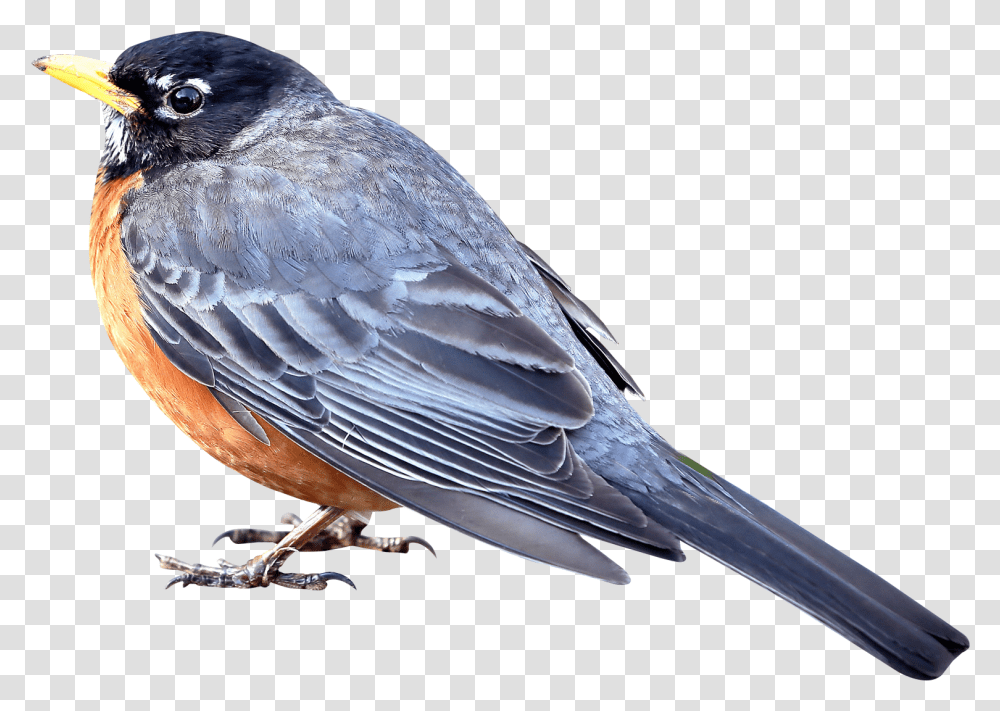 Download Merle Bird Image For Free Small Bird, Animal, Jay, Bluebird, Blue Jay Transparent Png