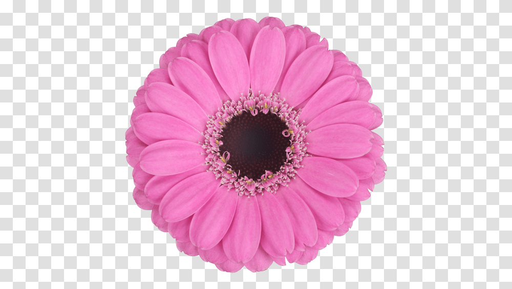 Download Mexican Pink Barberton Daisy, Plant, Flower, Daisies, Blossom Transparent Png