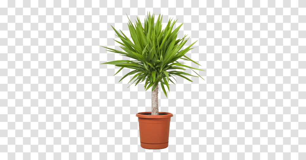 Download Mini Palm Light Compressor Outdoor Tall Potted Plants, Tree, Palm Tree, Arecaceae Transparent Png