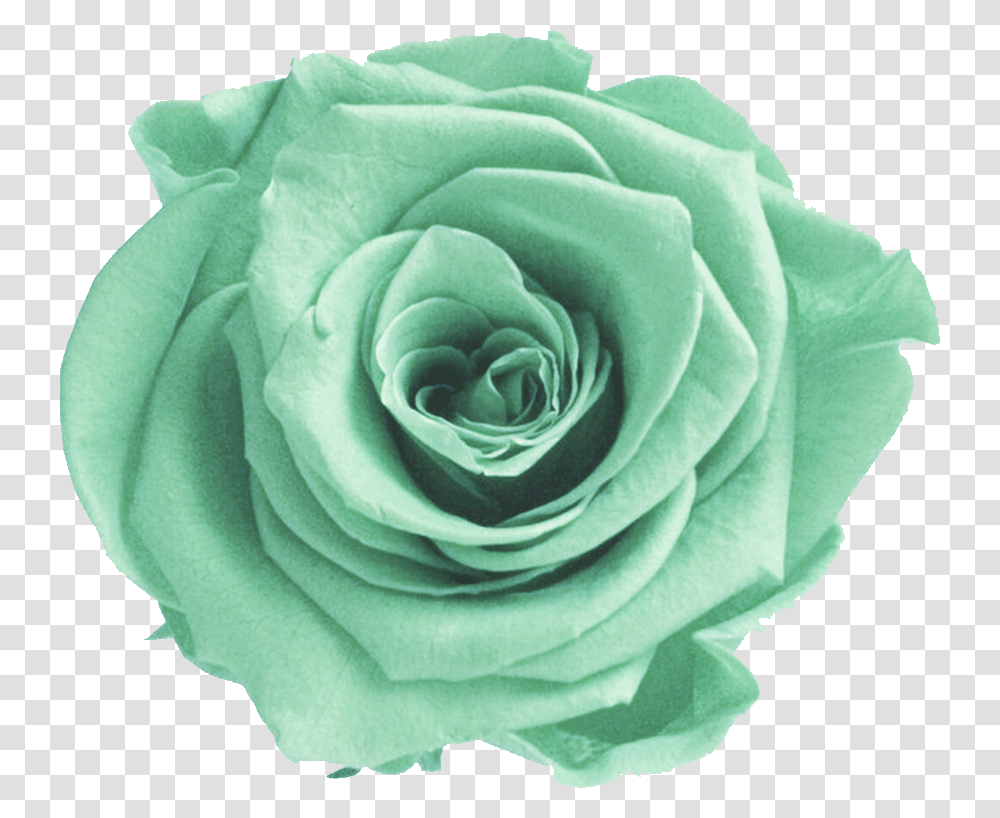 Download Mint Flower Picture Aesthetic Green Flower Green Flower, Rose, Plant, Blossom Transparent Png