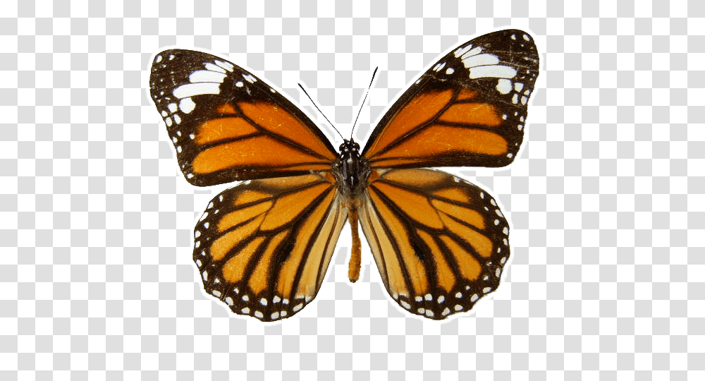 Download Monarch Butterfly Background Brown And Orange Butterfly, Insect, Invertebrate, Animal, Honey Bee Transparent Png