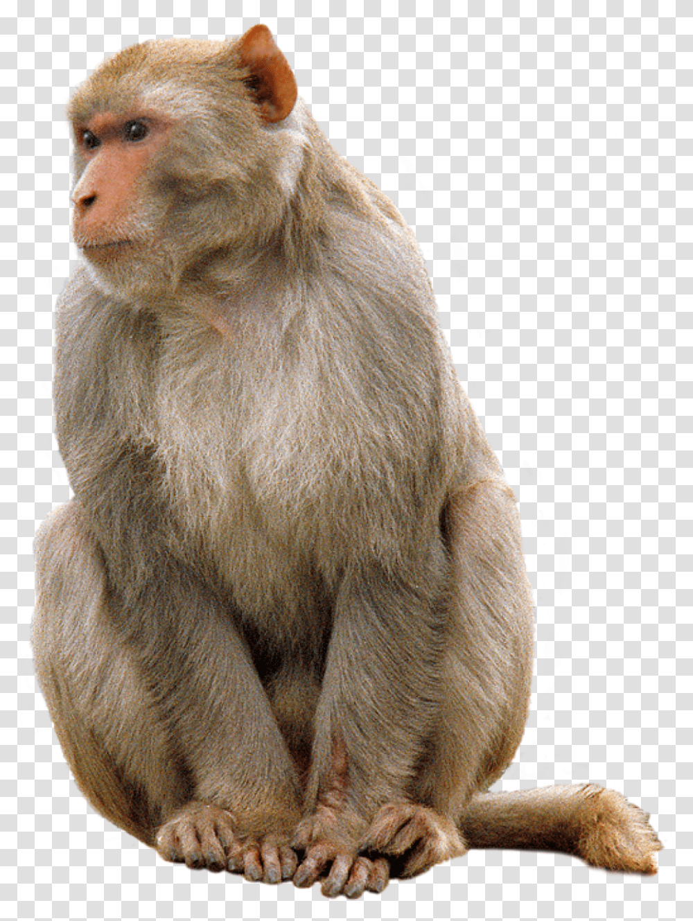 Download Monkey Animal Images 30 Monkey, Wildlife, Mammal, Baboon Transparent Png