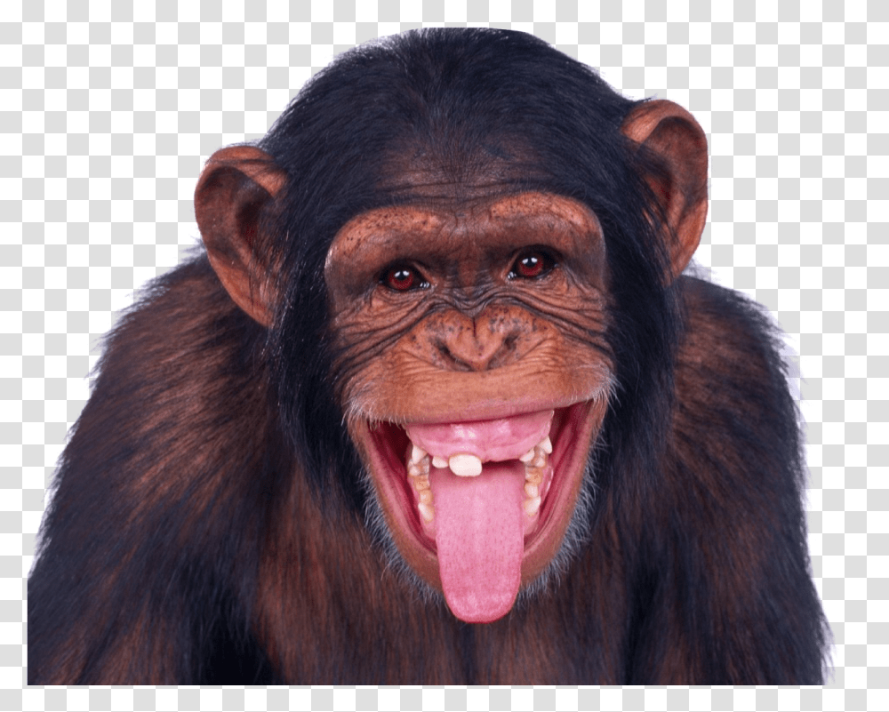 Download Monkey Image For Free Funny, Ape, Wildlife, Mammal, Animal Transparent Png