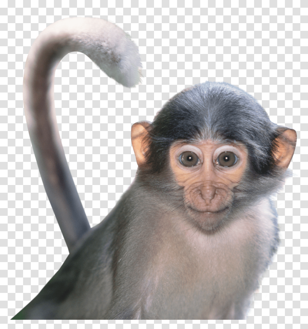Download Monkey Image For Free Monkey Face, Wildlife, Mammal, Animal, Baboon Transparent Png