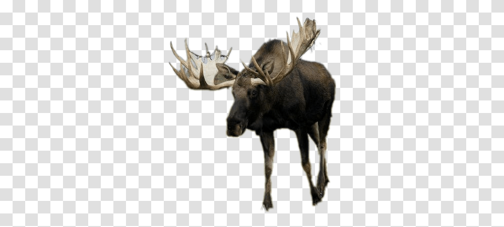 Download Moose Image With No Moose, Animal, Mammal, Wildlife, Cow Transparent Png