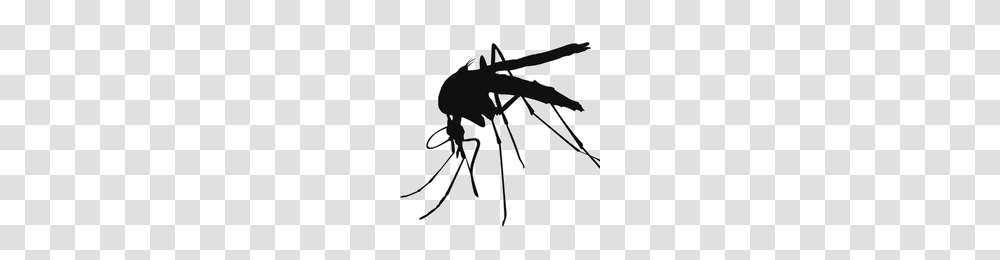 Download Mosquito Free Photo Images And Clipart Freepngimg, Bow, Insect, Invertebrate, Animal Transparent Png