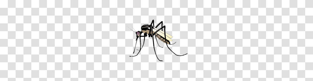 Download Mosquito Free Photo Images And Clipart Freepngimg, Bow, Insect, Invertebrate, Animal Transparent Png