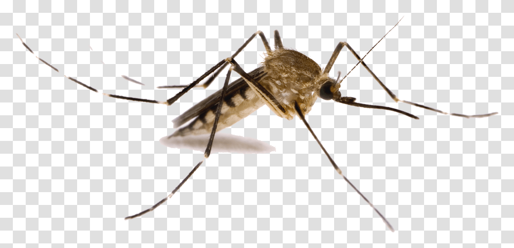 Download Mosquito Images Background Mosquito Clipart, Insect, Invertebrate, Animal, Spider Transparent Png