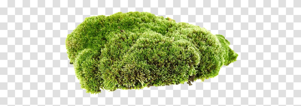 Download Moss Clip Black And White Mosses With White Background, Plant, Bush, Vegetation Transparent Png