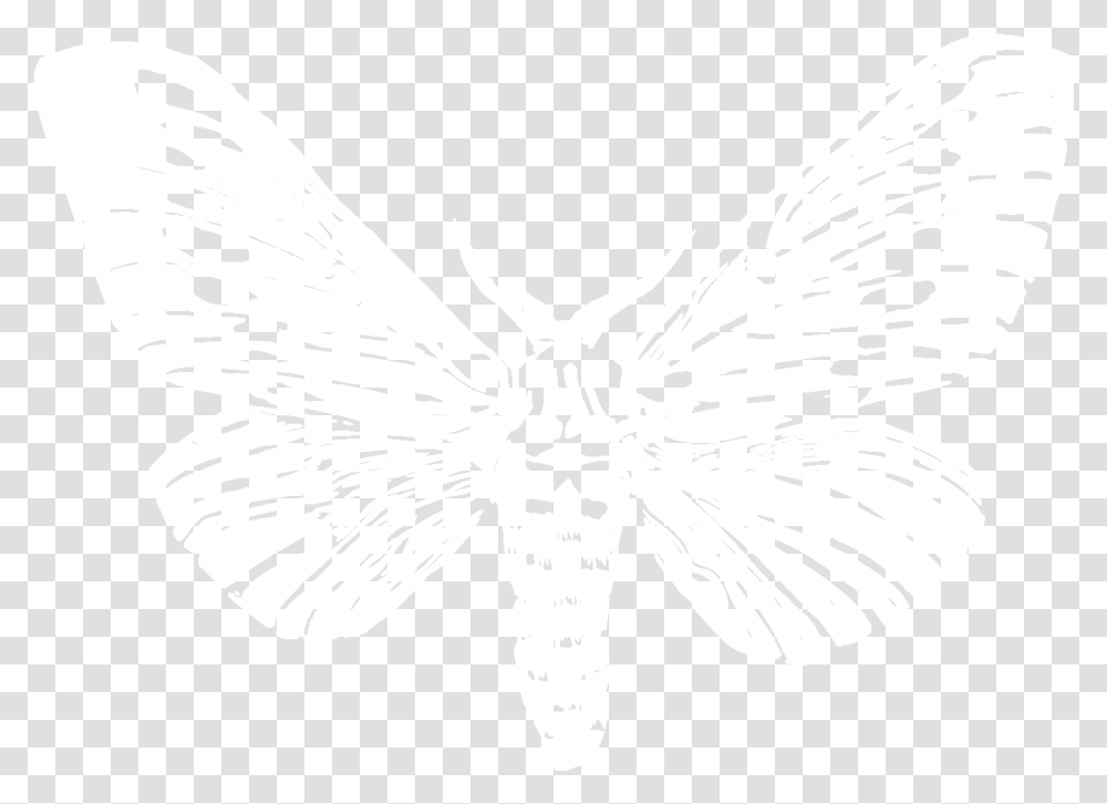 Download Moth Image With No Butterfly, Insect, Invertebrate, Animal, Stencil Transparent Png