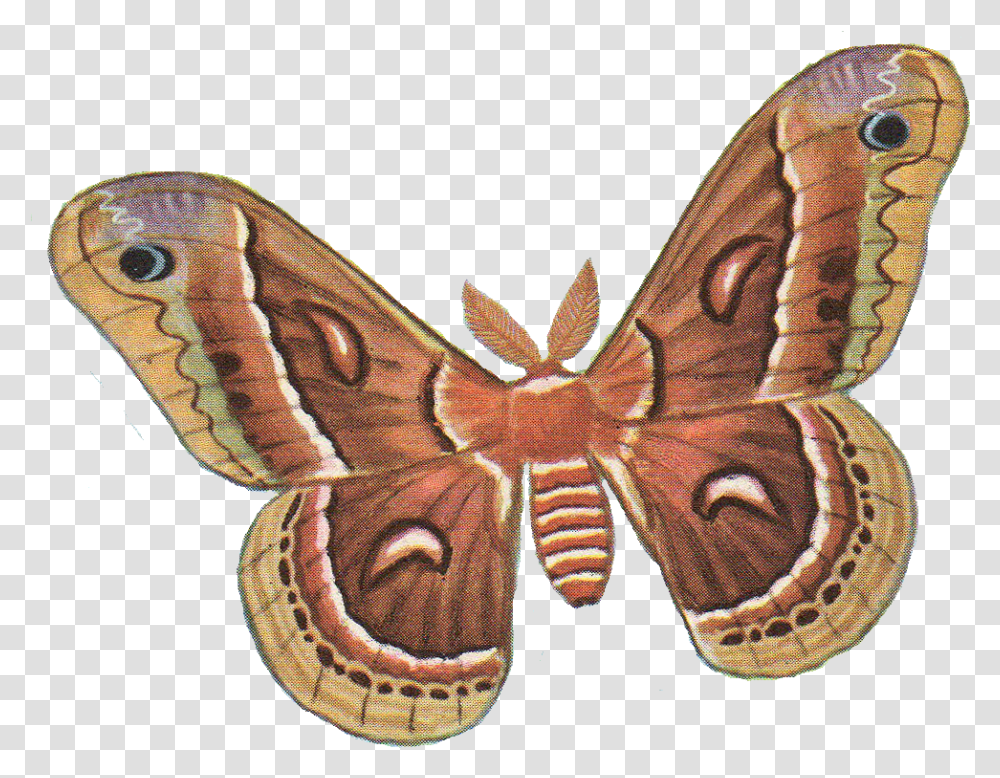 Download Moth Photos Moth, Butterfly, Insect, Invertebrate, Animal Transparent Png