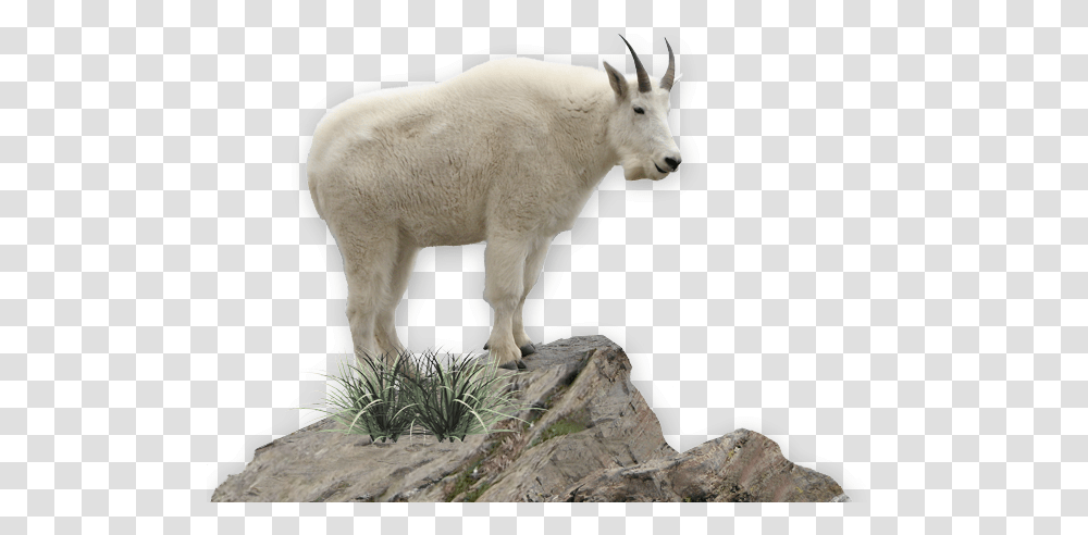 Download Mountain Goat Image Mountain Goat No Background, Wildlife, Animal, Mammal, Sheep Transparent Png