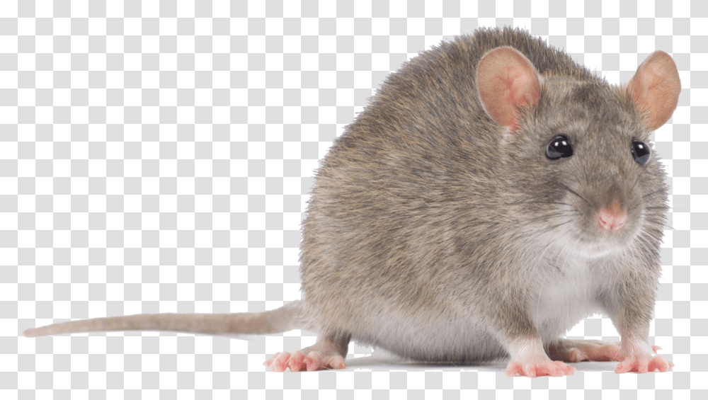 Download Mouse Animal Mouse, Rat, Rodent, Mammal, Bird Transparent Png