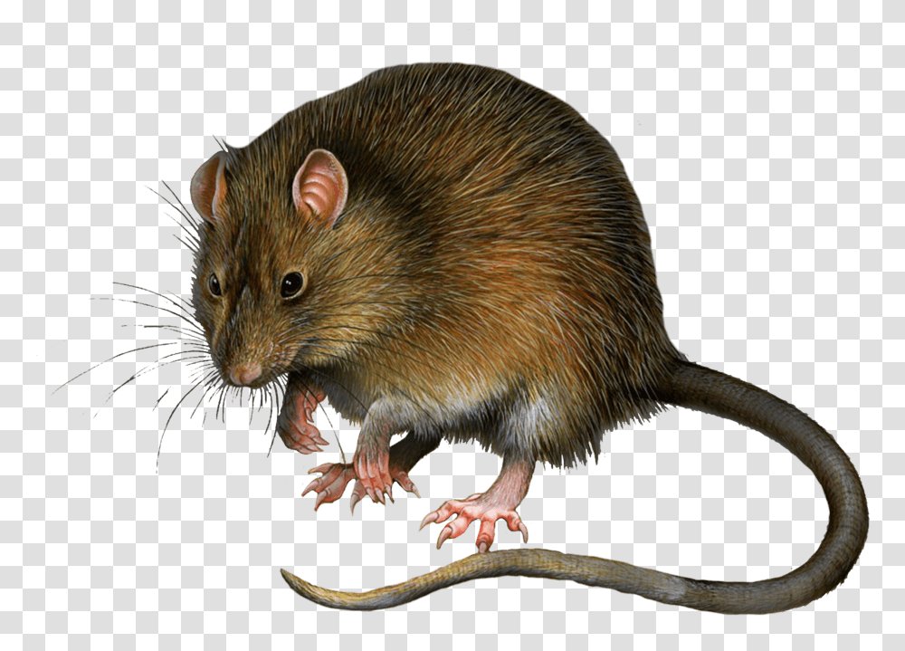 Download Mouse Rat Image Hq Rat In Green Screen, Rodent, Mammal, Animal Transparent Png