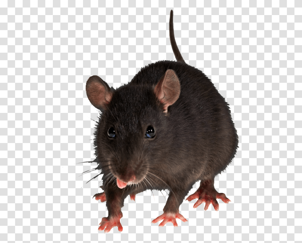 Download Mouse Rat Image Hq Rat, Rodent, Mammal, Animal, Pet Transparent Png