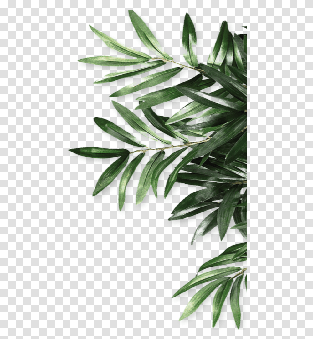 Download Mq Green Leaf Leaves Border Borders Olive Leaves, Tree, Plant, Conifer, Yew Transparent Png