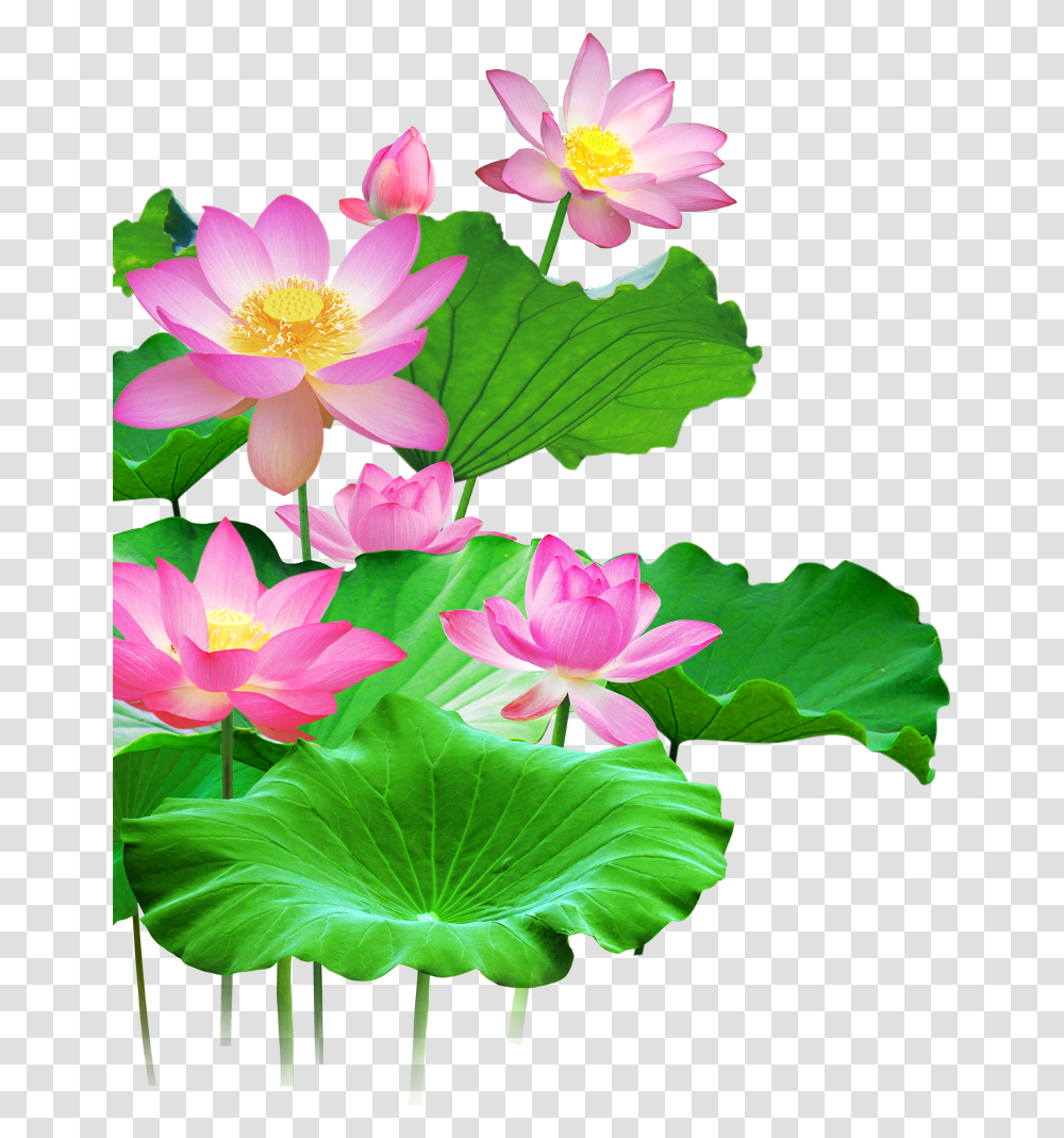 Download Mq Lotus Flower Flowers Pink Waters Green Leaf Lotus Flower With Leaf Drawing, Plant, Lily, Blossom, Pond Lily Transparent Png