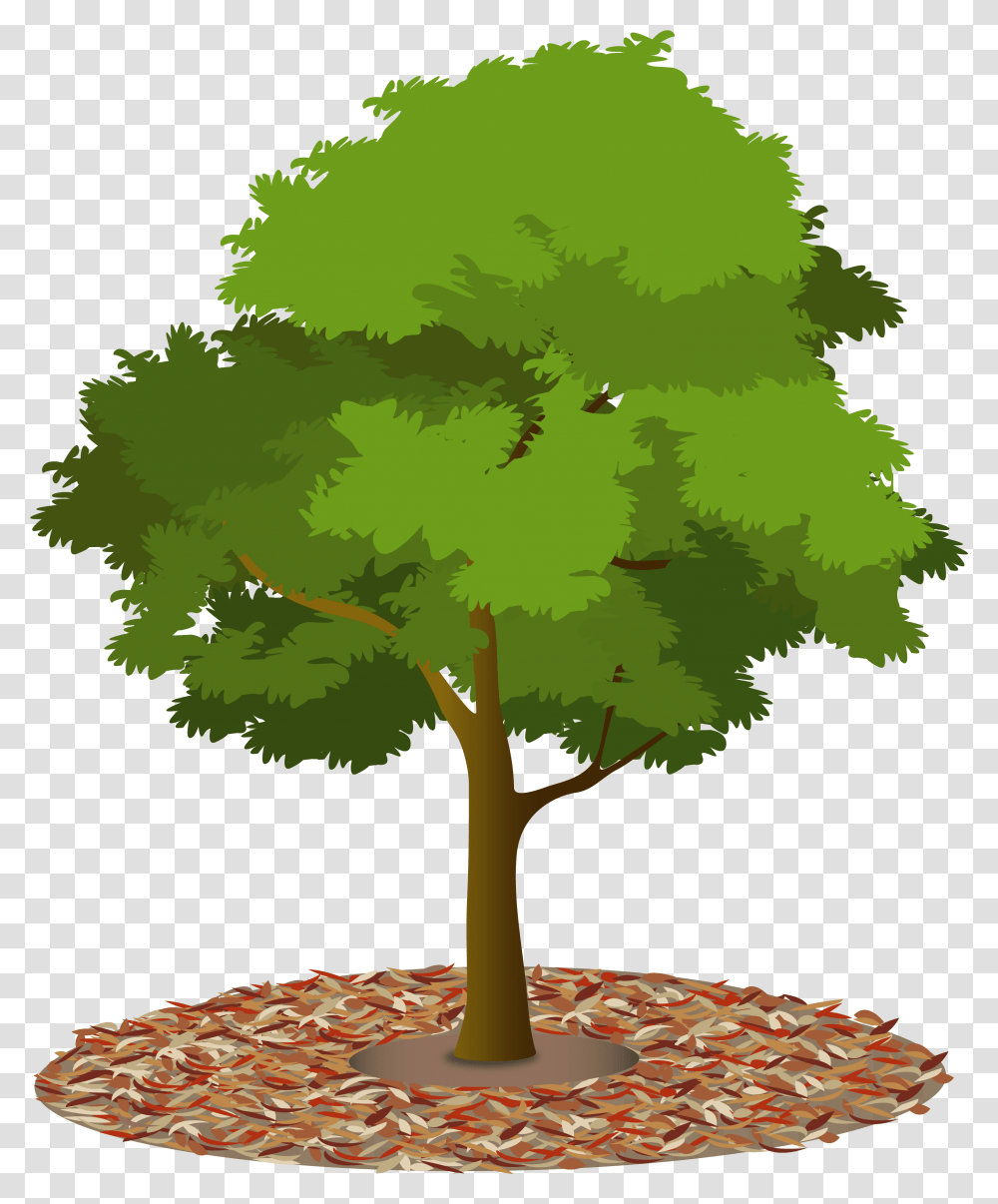Download Mulch Tree With Mulch Clipart, Plant, Maple, Leaf, Tree Trunk Transparent Png