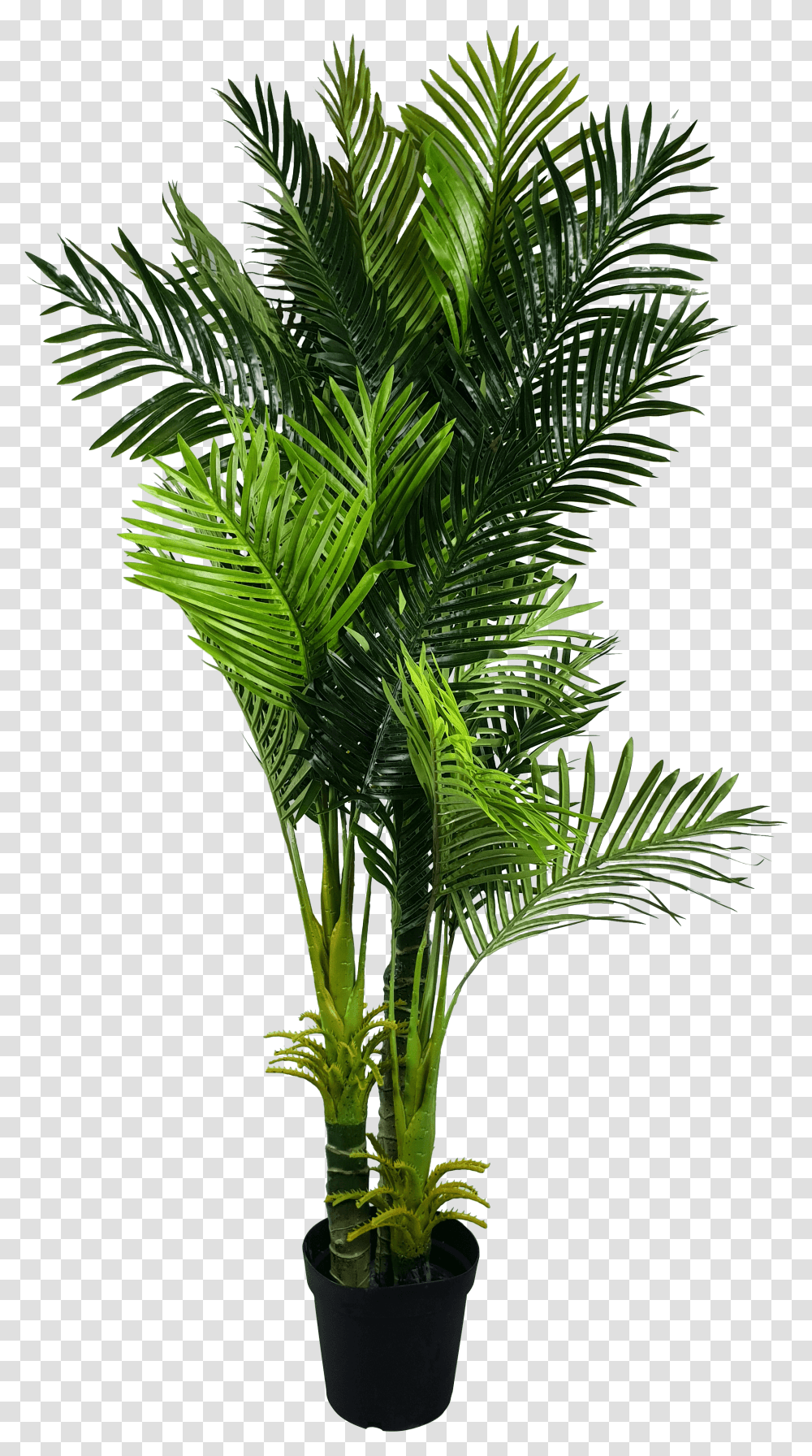 Download Multi Trunk Artificial Hawaii Palm Tree Fishtail Indoor Palm Tree, Plant, Green, Fern, Leaf Transparent Png