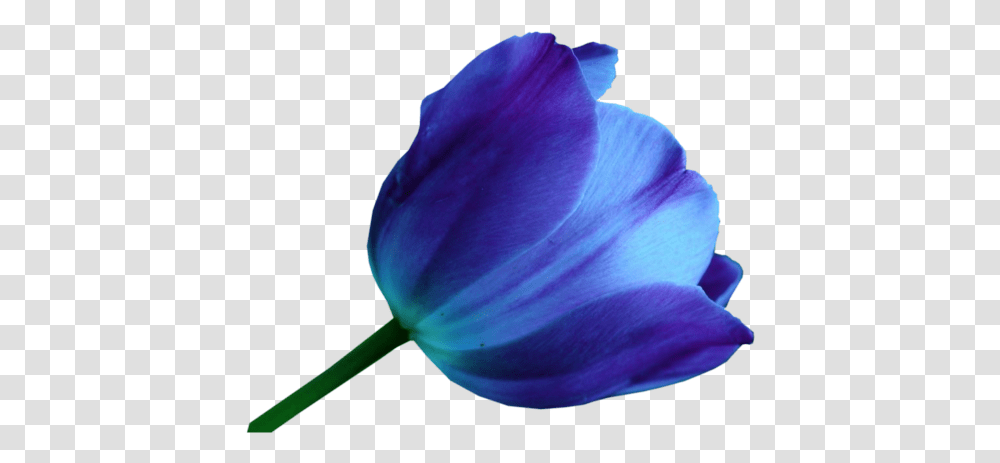 Download Multicolor Tulips Blue Tulip Flower Image De Tulipanes En Acuarela, Petal, Plant, Blossom, Anemone Transparent Png