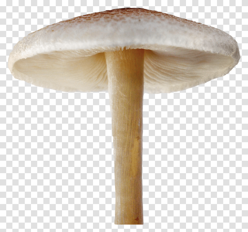 Download Mushroom Image For Free Mushroom, Fungus, Plant, Amanita, Agaric Transparent Png