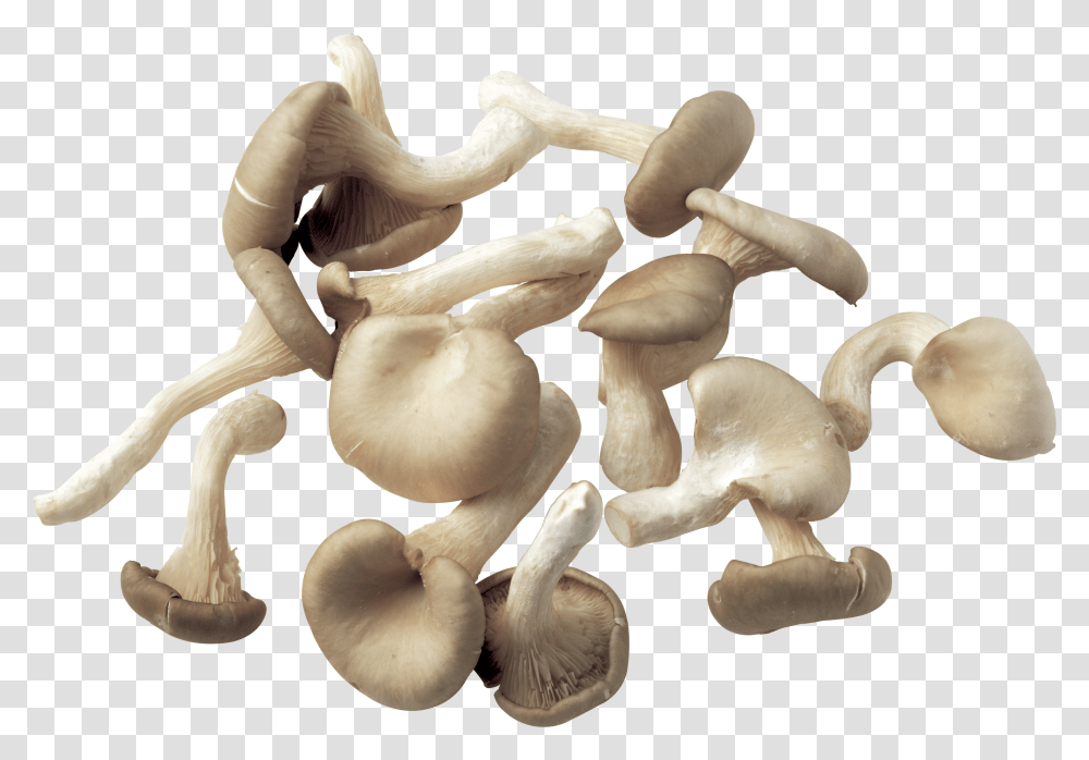 Download Mushroom Image For Free Mushroom Transparent Png