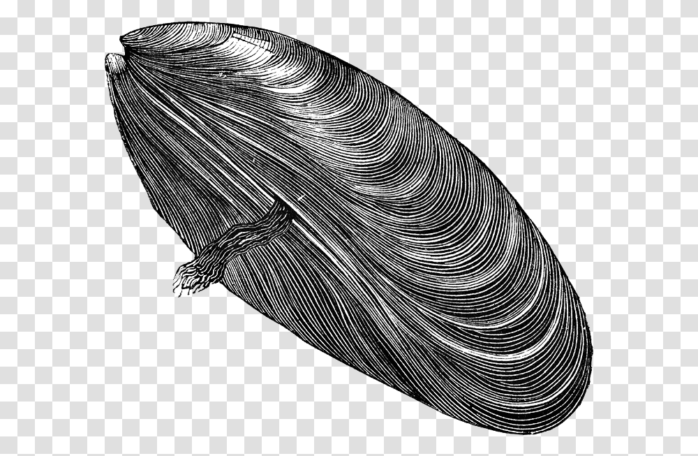 Download Mussel Free Download, Drawing, Outdoors Transparent Png