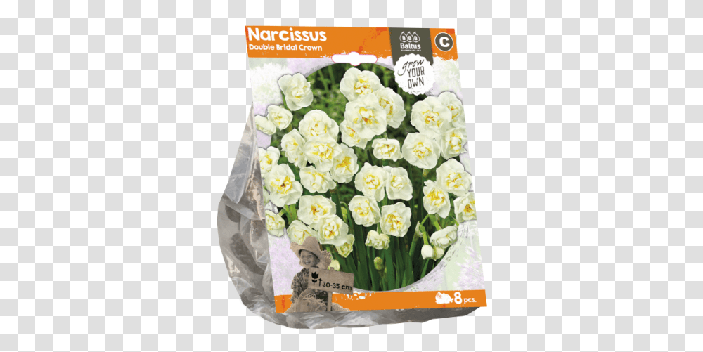 Download Narcissus Double Bridal Crown Daffodil, Plant, Flower, Paper, Person Transparent Png